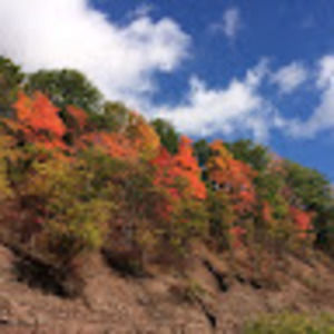 Meet your Posher, Bea